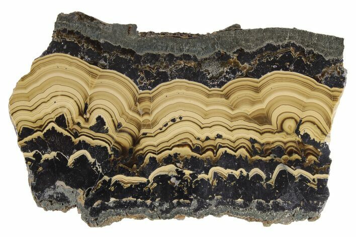Polished Schalenblende Slice - Poland #228187